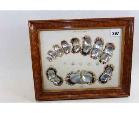 A VINTAGE FRAMED DISPLAY of The Life Cycle of cultured PEARLS from one month to three years old.   