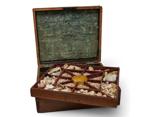 A rare 19th century mariner's box of shells, the mahogany box with cross banding and marquetry lid in the form of a compass, 