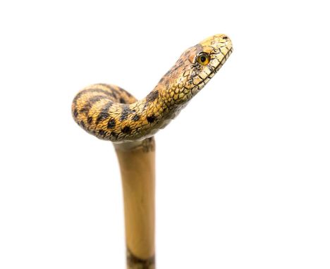 An Ian Taylor hazelwood walking stick, handle in the form of a snake, with certificate.  This is a limited design to one.Ian 