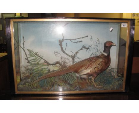 Taxidermy - cased specimen pheasant amongst rockwork and foliage. (B.P. 24% incl. VAT) 