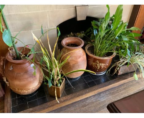House Plants;  a pair of terracotta ovoid vases;  etc** We would please ask that all payments are made by 12pm on Thursday 14