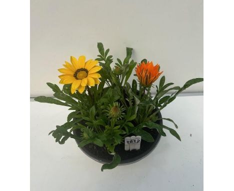 Treasure Flower Bowl. Flowers open in the sun. Not available for in-house P&amp;P 