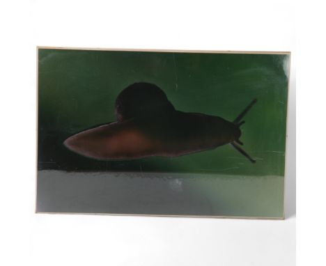 LINDA MCCARTNEY (1941-1998), a photographic print of the underside of a snail, signed "for Mr Bee love Linda McCartney 1995" 