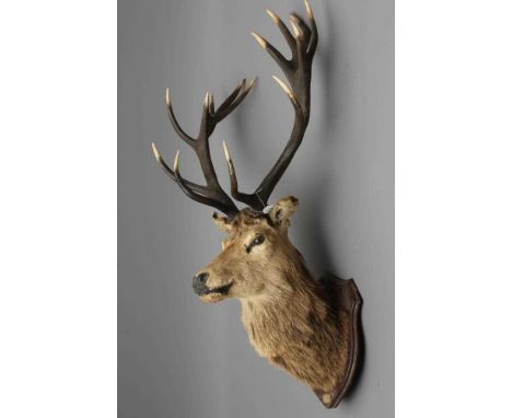 A TAXIDERMY IMPERIAL RED STAG MOUNT with seven points on each side, mounted on oak shield with small brass plaque inscribed "