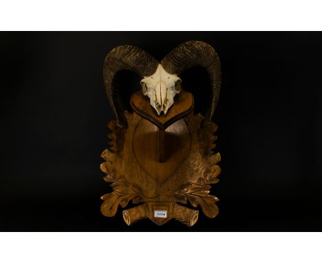 Taxidermy Interest, A Carved Shield Mounted Mouflon Ram Scull Raised on a rustic, carved shield with Oak leaf design. The sku