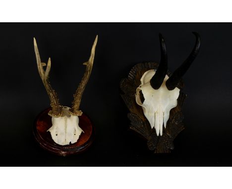 Taxidermy Interest, Two Skull Wall Mounts  The first, a Springbok skull mounted on rustic, carved panel. The second, the top 