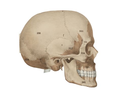 Witkowski, G.J. A Movable Atlas of the Human Body London: Baillière, Tindall, &amp; Cox, [n.d.] 5 parts, folio, comprising: T