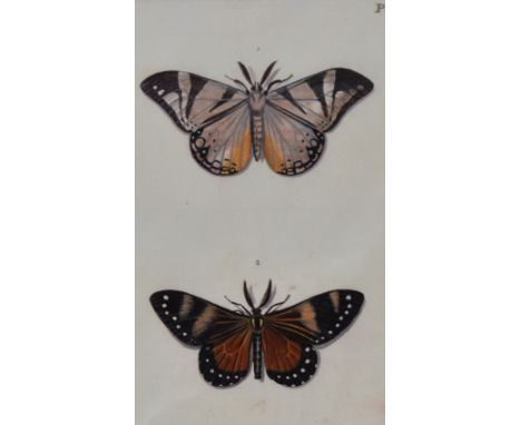 After Dru Drury (1724-1803, British), coloured prints of engravings, Drury Butterflies, from the 1837 Illustrations of Exotic