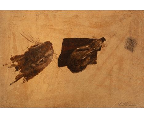 C Tunica/Study of a Rabbit/oil sketch on paper, 28cm x 40.75cm CONDITION REPORT: Condition information is not usually provide