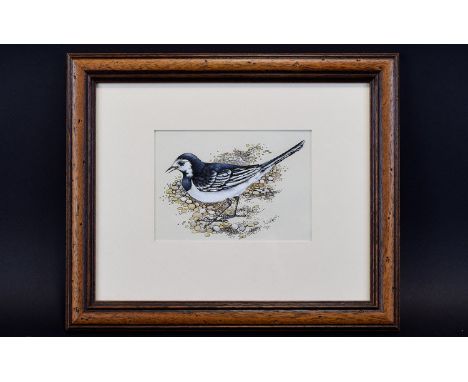 Lesley Anne Ivory (b. 1934) Original Watercolour Painting ' Pied Wagtail' A rare example by world renowned artist and illustr