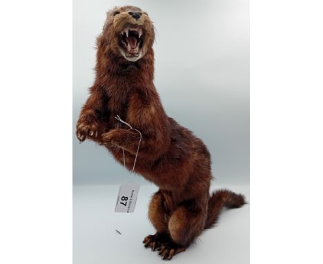 Free Standing Taxidermy Mink [approx 35cm]