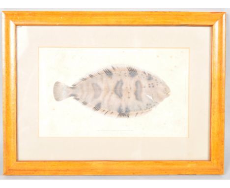 A hand coloured lithograph of a Ray, from The Natural History of The British Isles by Donovan, 23cm x 31.5cm including frame