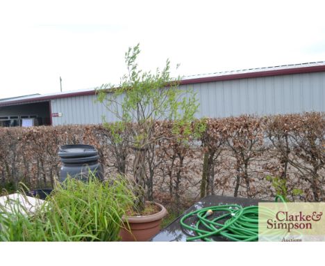 A large plastic planter and contents 