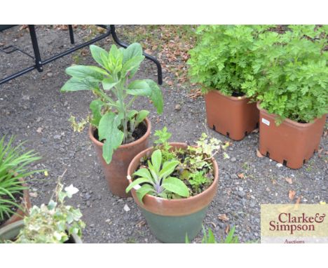 A green glazed terracotta planter and contents together with a terracotta planter and contents