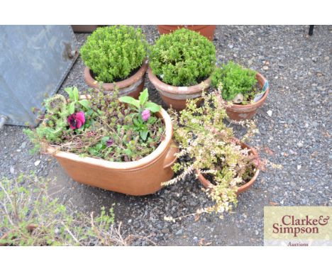 A large glazed planter and contents together with a terracotta planter and contents