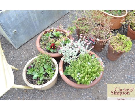A pair of terracotta planters and contents together with a glazed planter and contents