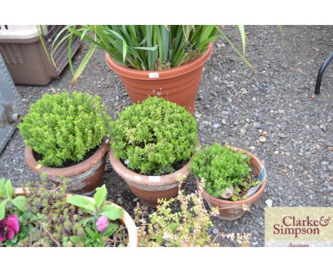 A pair of planters and contents together with a terracotta planter and contents
