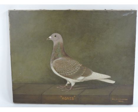 E H Windred'AGNES' - PORTRAIT OF A RACING PIGEONSigned and dated 1945, oil on canvas35.5 x 45.5cm