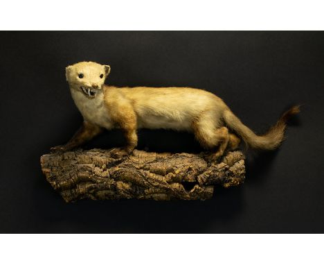 Taxidermy Interest Long Tailed Weasel A complete example, mounted on bark effect cork wall mount. Large weasel with barred te