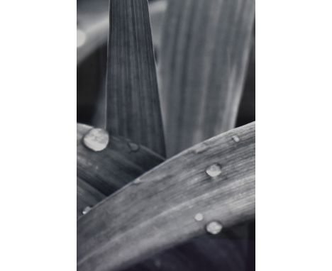 20th Century, a monochrome macro photographic print, Water droplets on leaves, signed in print Douglas Yan, framed, mounted, 