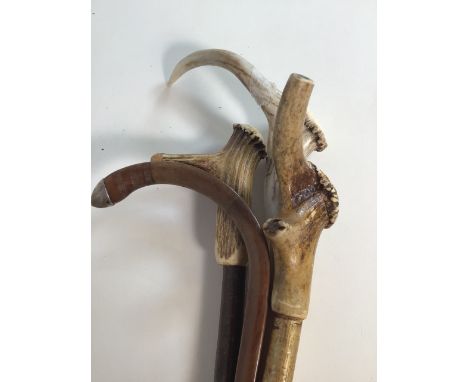 A collection of horn and wooden handled sticks, one with silver tip. 