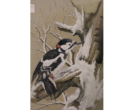 K. Brandwood, mixed media study of a woodpecker in snow, 13.5ins x 10ins approximately, gilt framed 