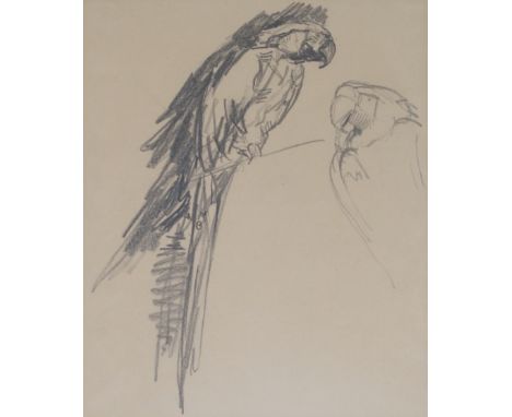 JOSEPH CRAWHALL RSW (BRITISH 1861-1913) TWO MACAWS ON A BRANCH; A MACAW WITH ANOTHER PARROT Conte crayon, 25.5 x 17cm (10 x 6