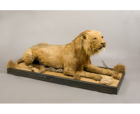 A rare example of a Victorian preserved taxidermy specimen of a Barbary Lion (Panthera leo leo)On a naturalistic wooden museu
