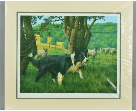 NIGEL HEMMING (BRITISH 1957), 'Border Patrol', A Limited Edition print, 42/250, of a Border Collie Dog, signed, titled and nu