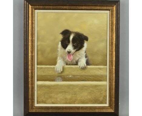 JOHN SILVER (BRITISH CONTEMPORARY), 'Border Collie Pup', an oil on board painting of a puppy drinking from a water trough, si