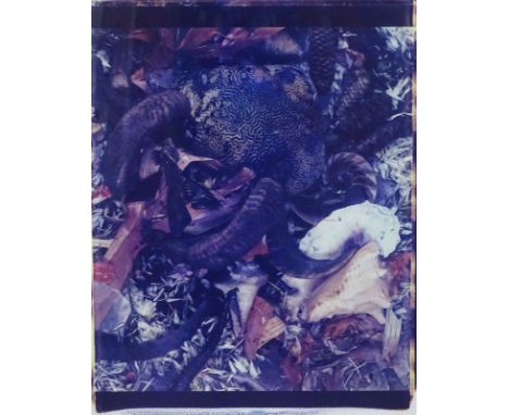 Frank Gillette (b.1941). Horn and shell composition, polaroid print, 75cm x 59cm. 