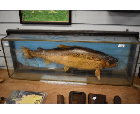 A very Large vintage taxidermy study of a Trout in a case  measuring 3ft x 1ft