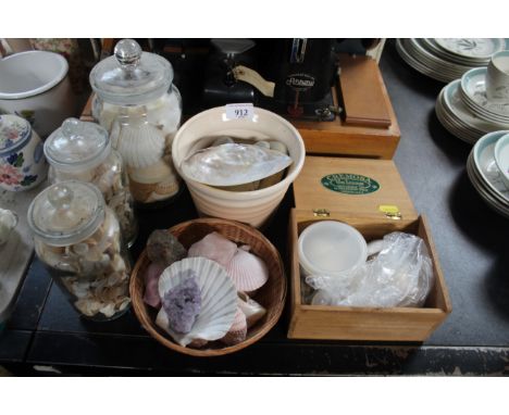 A collection of various sea shells