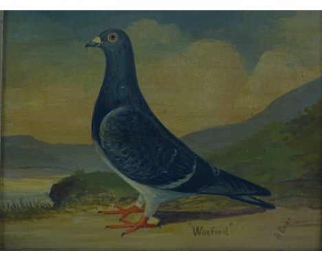 Andrew Beer (1862-1954), oil on board, portrait of a racing pigeon "Waxford" signed 20 x 24 cm framed