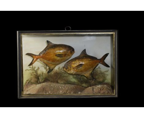 TAXIDERMY PAIR SALT WATER FISH IN GLASS FRONTED CASE by W.F.Homer, 105 Woodgrange Road, Forest Gate, London, set in sea scene
