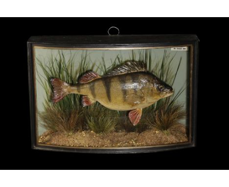 TAXIDERMY PERCH IN A BOW FRONTED CASE by W.F.Homer 105 Woodgrange Road, Forest Gate, London, set in river scene setting backg