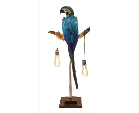 MACAW LAMP, an unusual 20th century taxidermy blue and gold Macaw, later mounted on a stylish modernist lighting feature, 100