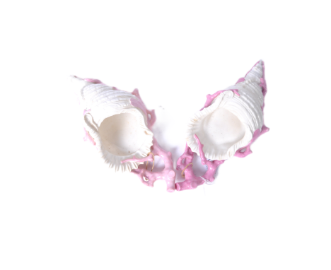 A pair of late 19th century Victorian porcelain conch shell wall masks with Royal Worcester marks &amp; pattern numbers. Crea