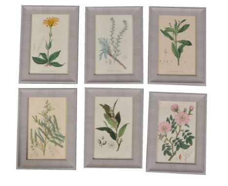 A set of twelve coloured botanical prints, to engravings by Weddell from John Stephenson and James Morss Churchill's Medical 