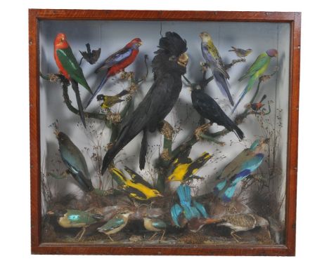 An oak display case containing a collection of preserved exotic birds, late 19th century, including a cockatoo, probably a re