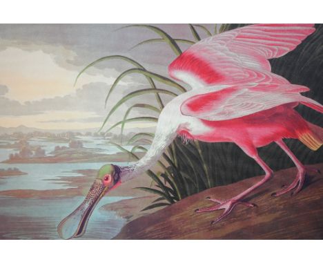 Audubon's Roseate Spoonbill, print on board, 55 x 90 cm 