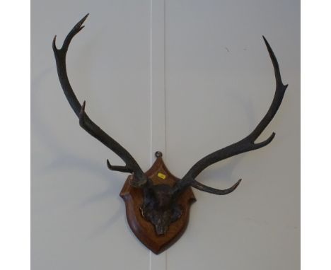 Stags horn trophy mounted on oak plaque