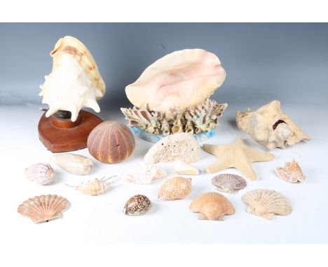 A selection of seashells and coral specimens, including a large conch, mounted as a table lamp, and another mounted with a gr