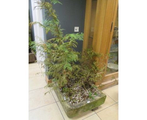 An antique stone sink, now used as a planter 80 x 60cm