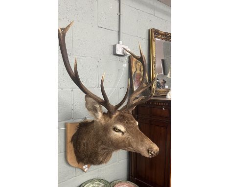 Taxidermy stags head 