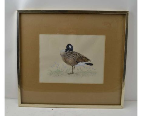 A 20TH CENTURY ORNITHOLOGICAL STUDY 'Canada Goose', Watercolour painting, 19cm x 25cm, indistinctly signed, framed, mounted a