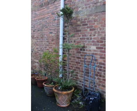 THREE LARGE CERAMIC/ TERRACOTTA PLANTERS AND CONTENTS - A/F (3)