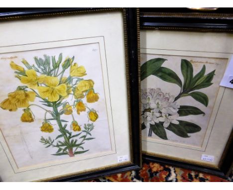 Two 18th century hand coloured botanical engravings from Curtis Botanical comprising No.951, Laurel Leaved Rhododendron, c.18