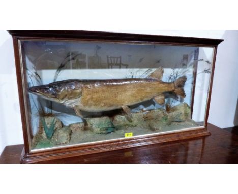 Vintage Taxidermy: A mahogany cased pike, caught by A Briggs on Lake Bala in 1894. 38½'' wide