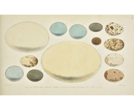 [Oology] . 'Exotic Birds Eggs' [spine-title], 1919, 6 + 14 pp. manuscript text (in pencil and ink), 64 hand-coloured lithogra